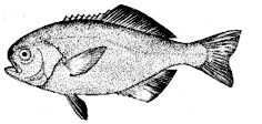Hyperoglyphe perciformis_claves.jpg